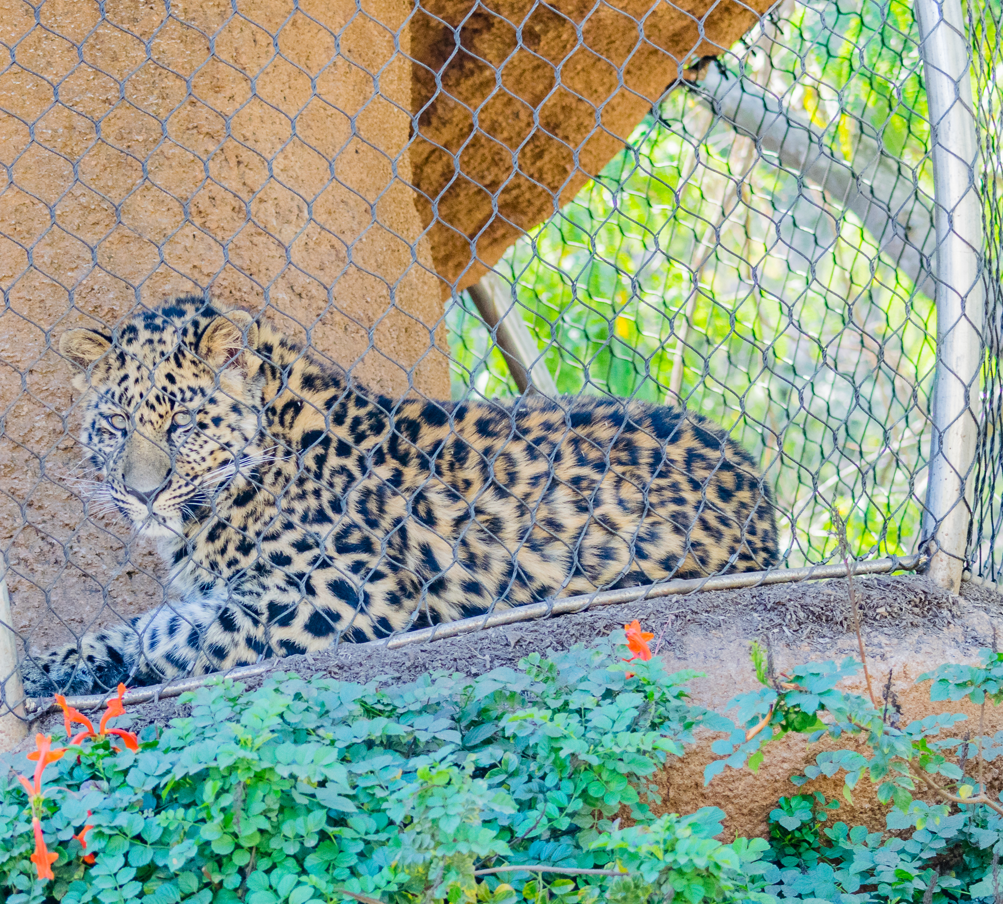 Amur leopard, Charlie, on the catwalk in Africa Rocks exhibit.