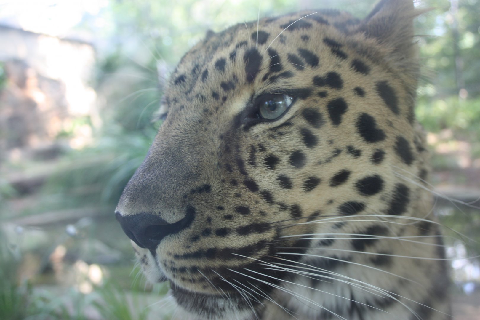 Amur Leopard Close-Up