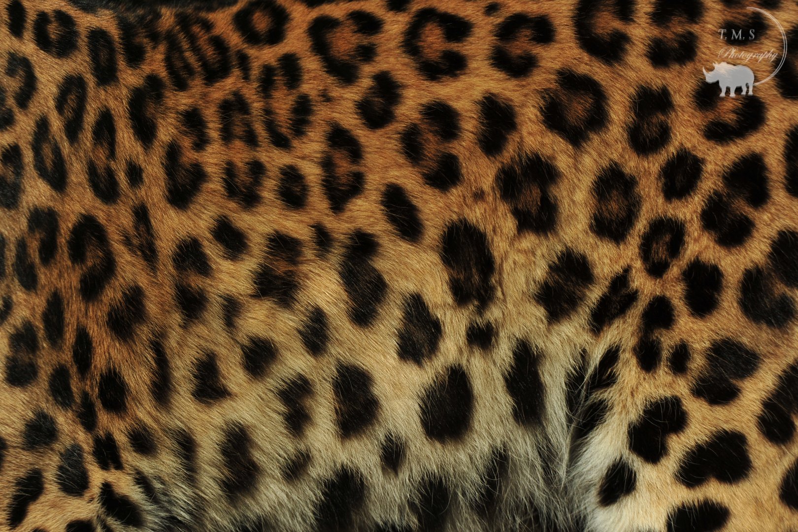 Amur Leopard Close up