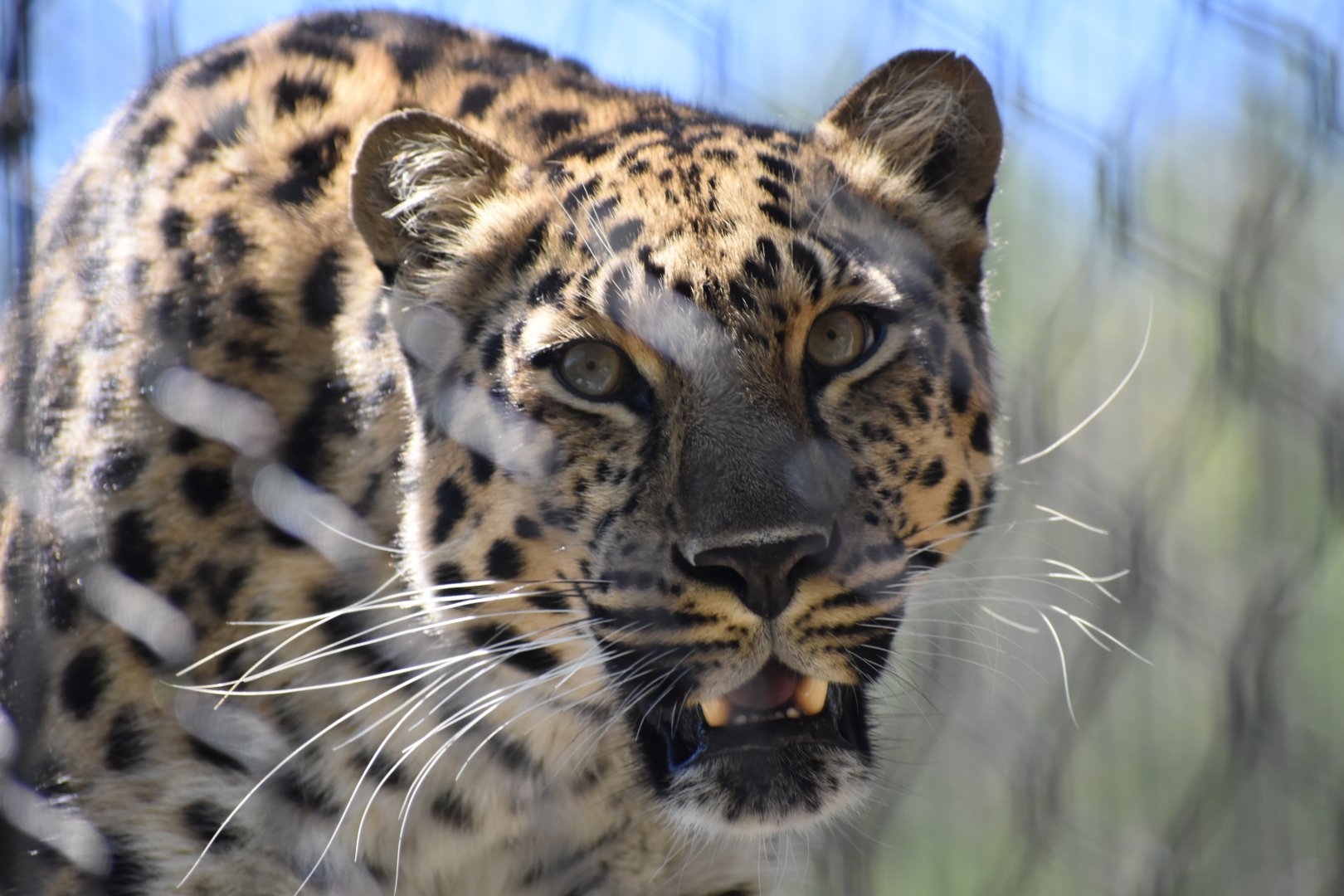 Amur Leopard Close-up