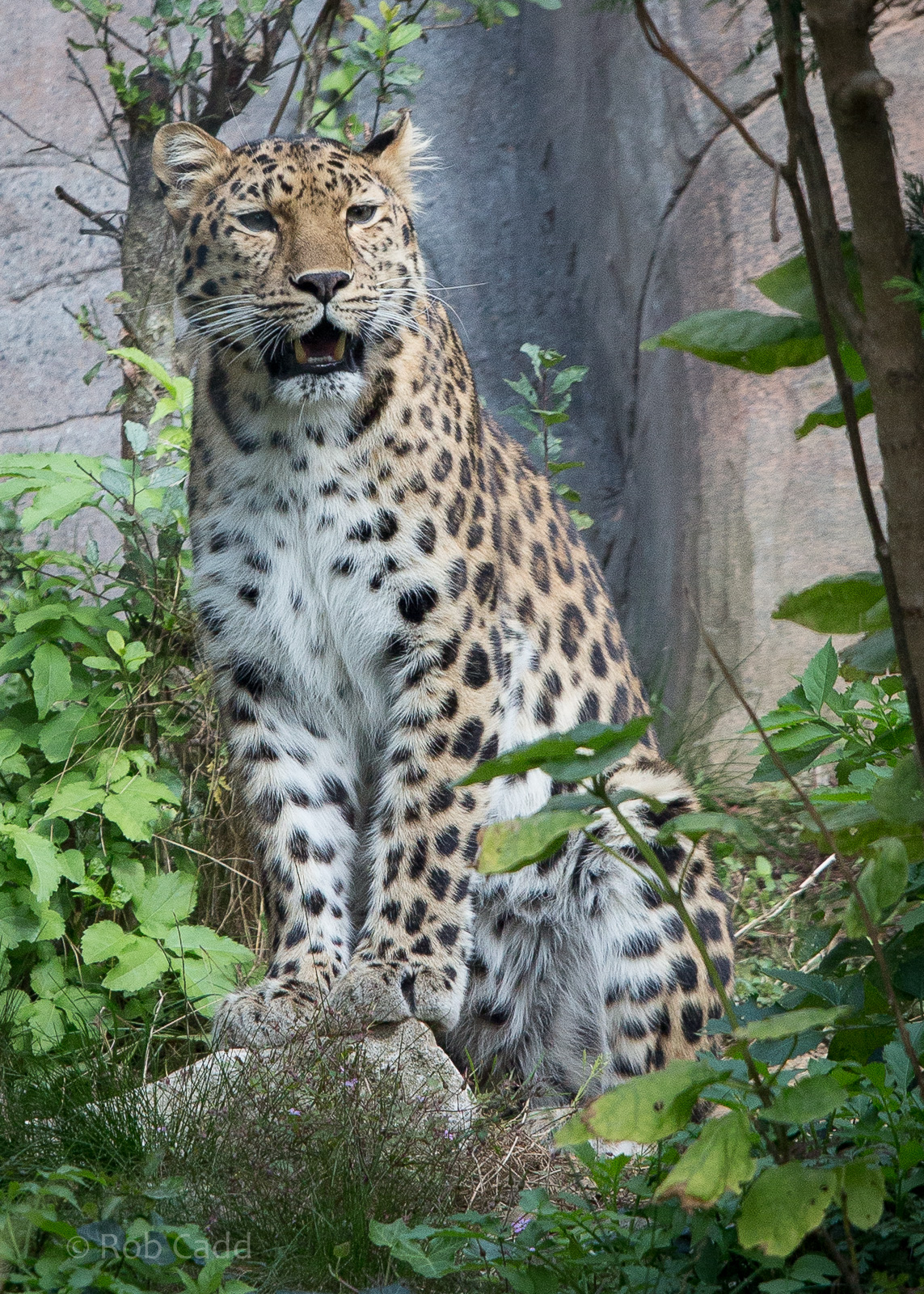 Amur leopard : Colchester : 22 Aug 2014
