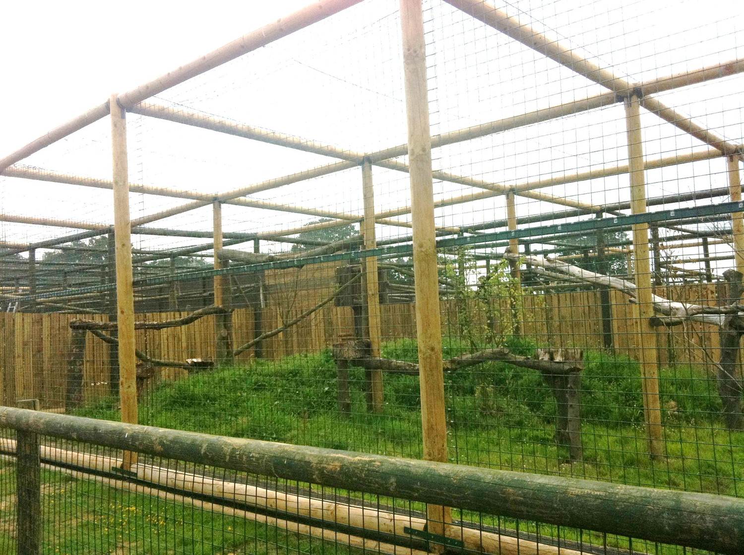 Amur Leopard Complex ( 3rd July 2011)