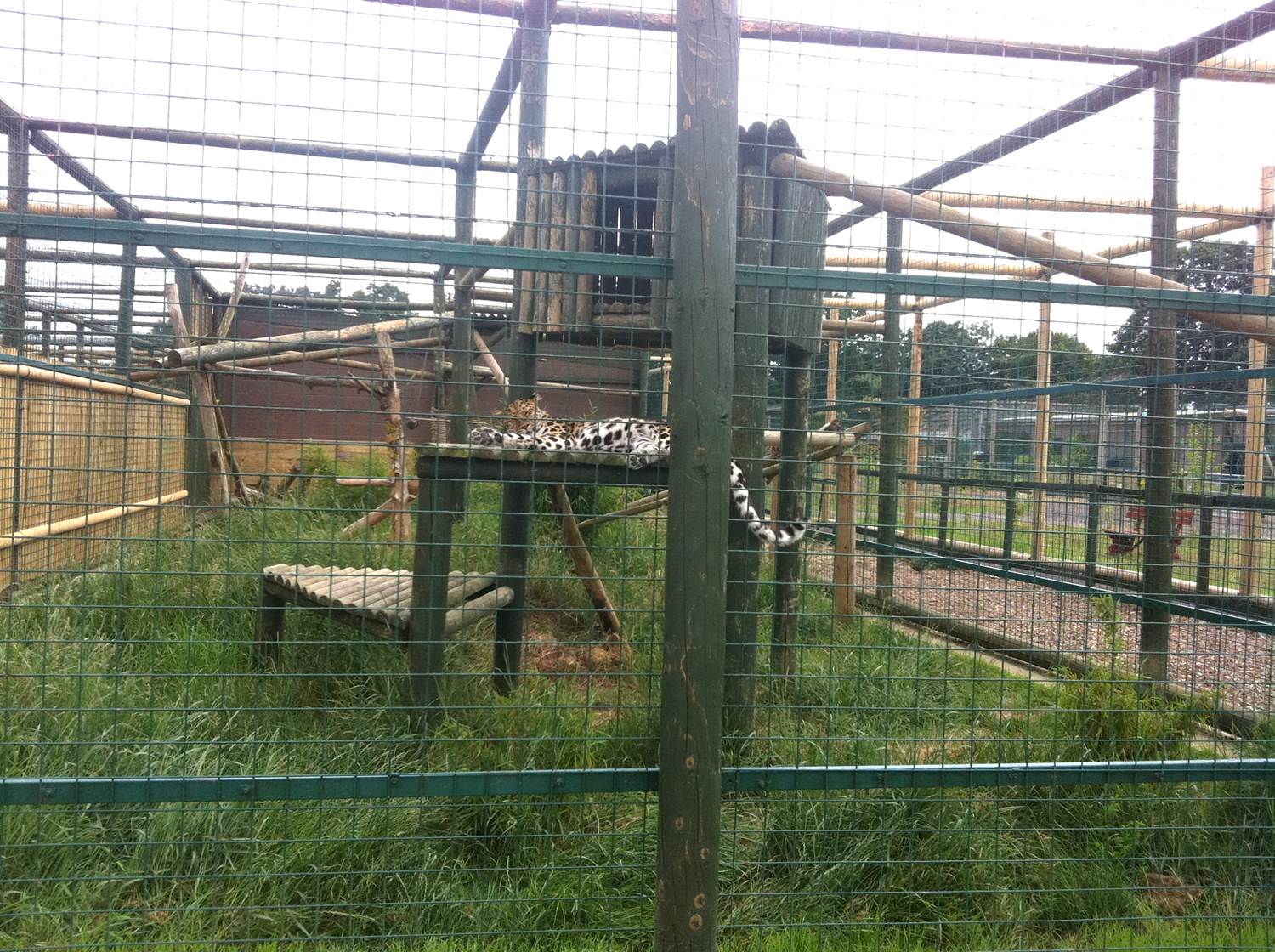 Amur Leopard Complex (3rd July 2011)