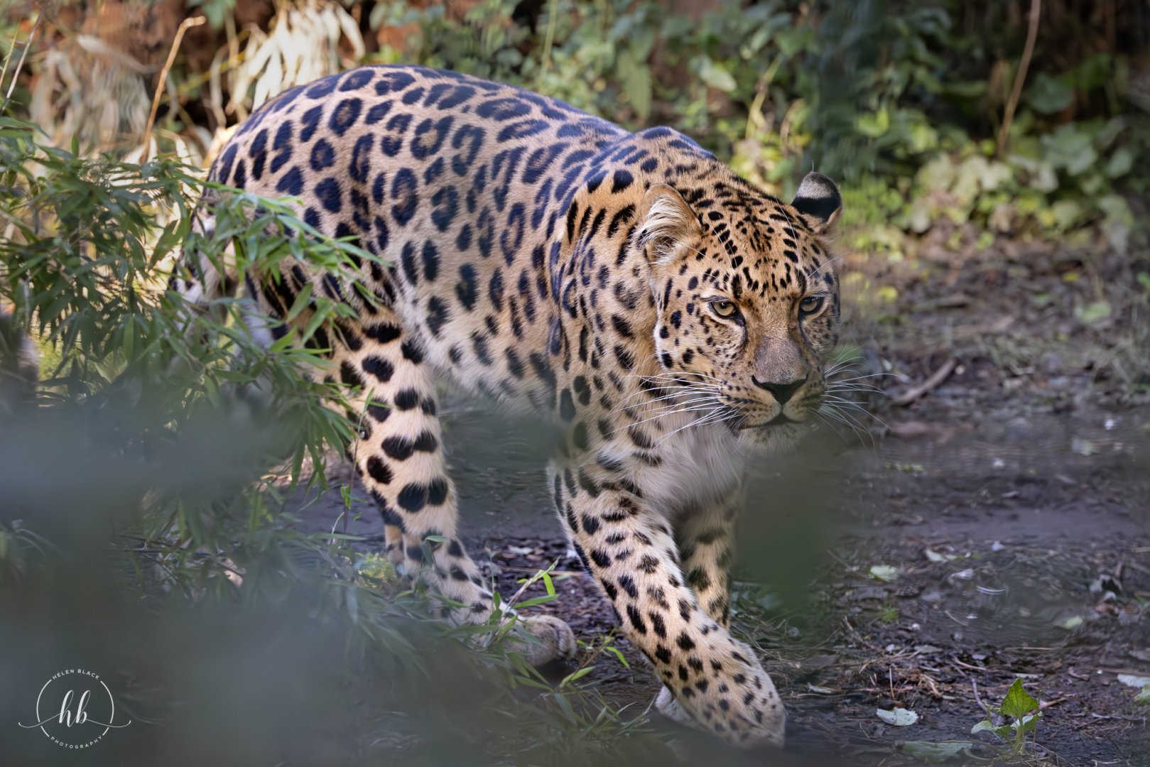 Amur Leopard / Copenhagen Zoo / 30-9-24
