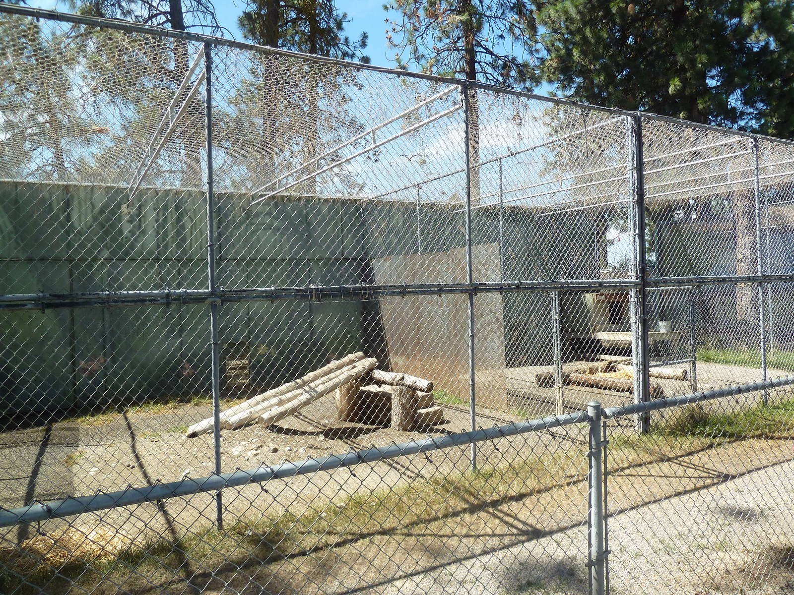 Amur Leopard + Cougar Exhibits