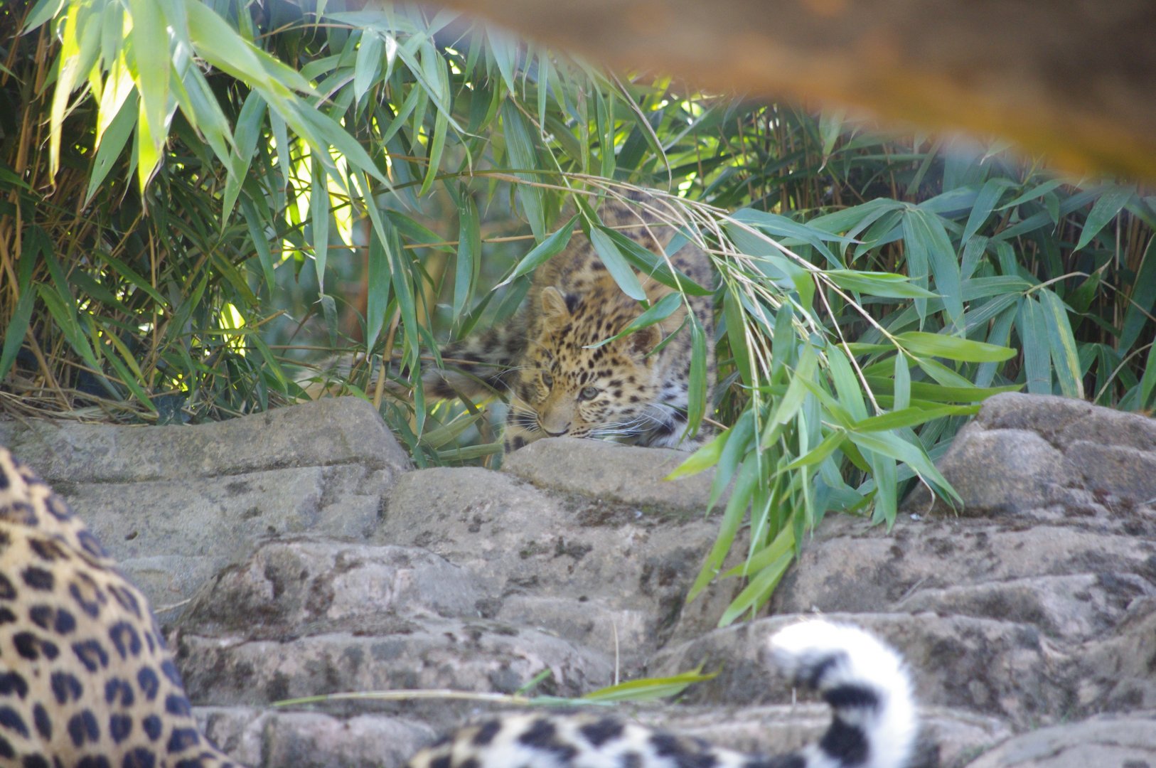Amur leopard cub- 10/4/2025