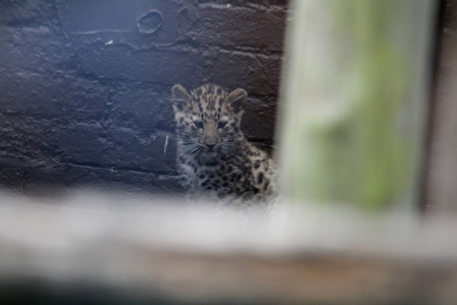 Amur Leopard cub. 16-8-14