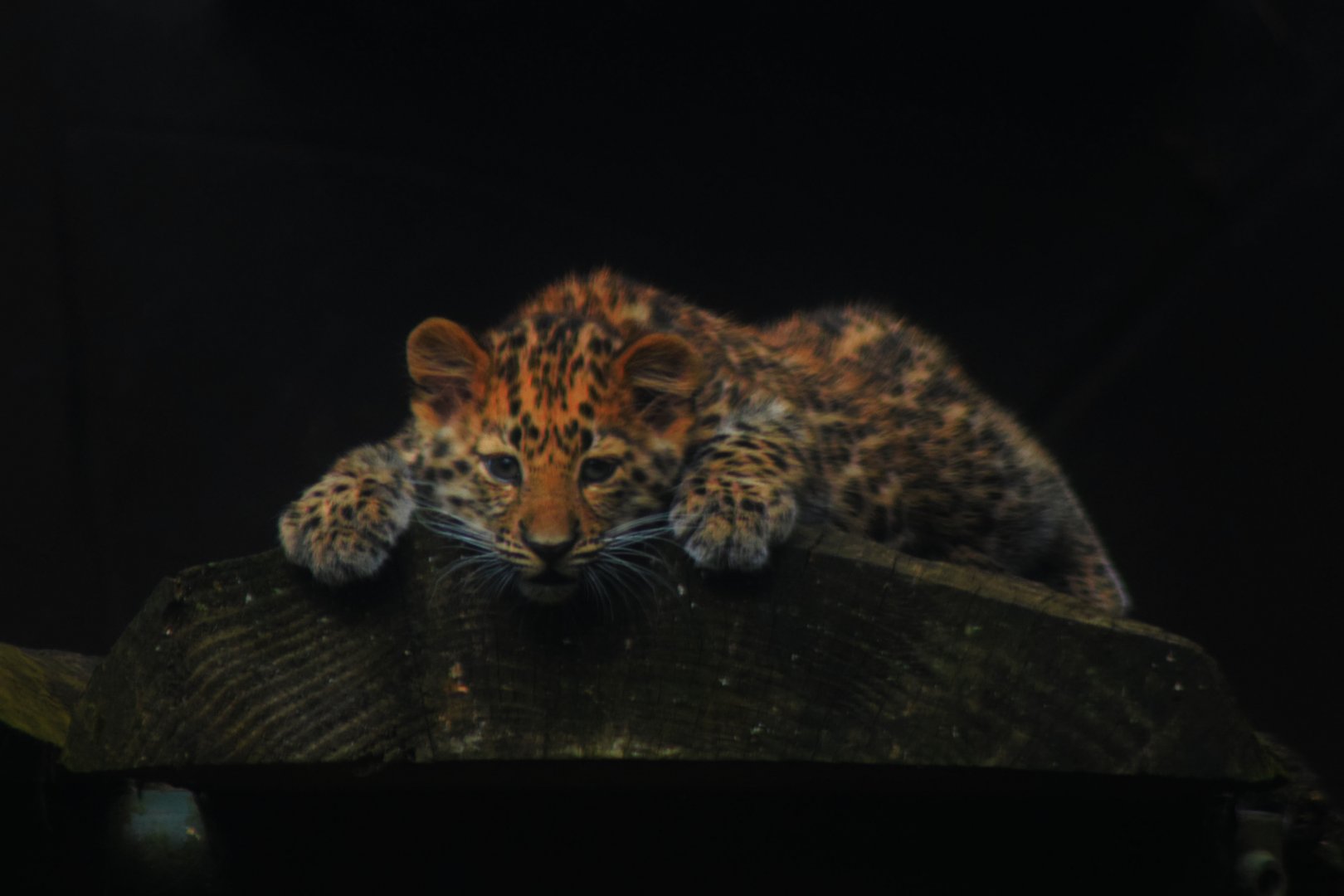 Amur Leopard Cub - 18 Sep 2016