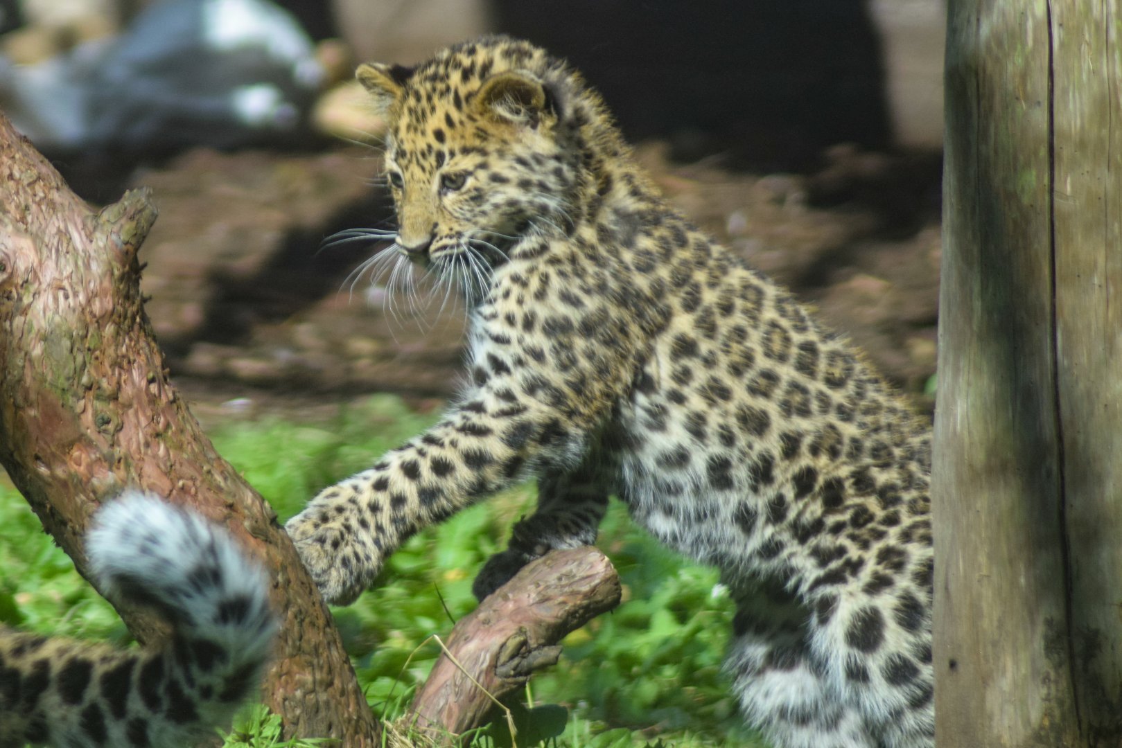 Amur Leopard Cub - 18 Sep 2016