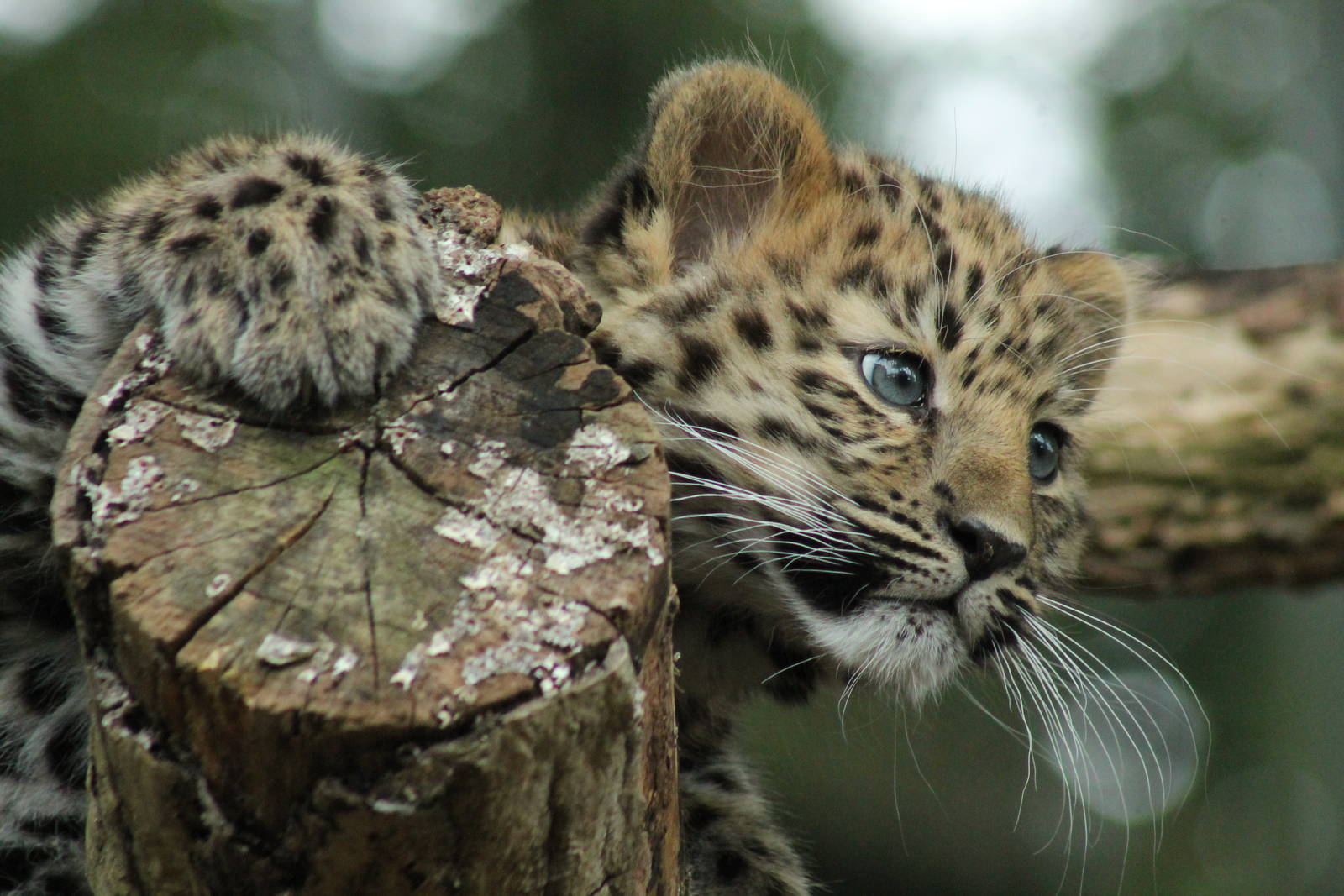 Amur Leopard Cub - 24th August