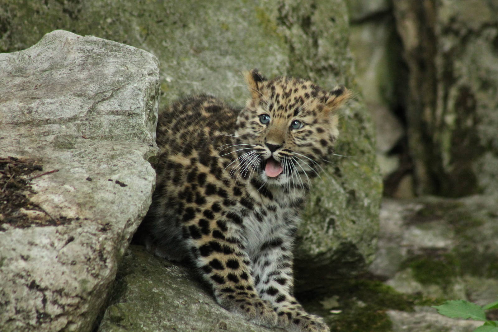 Amur Leopard Cub - 24th August