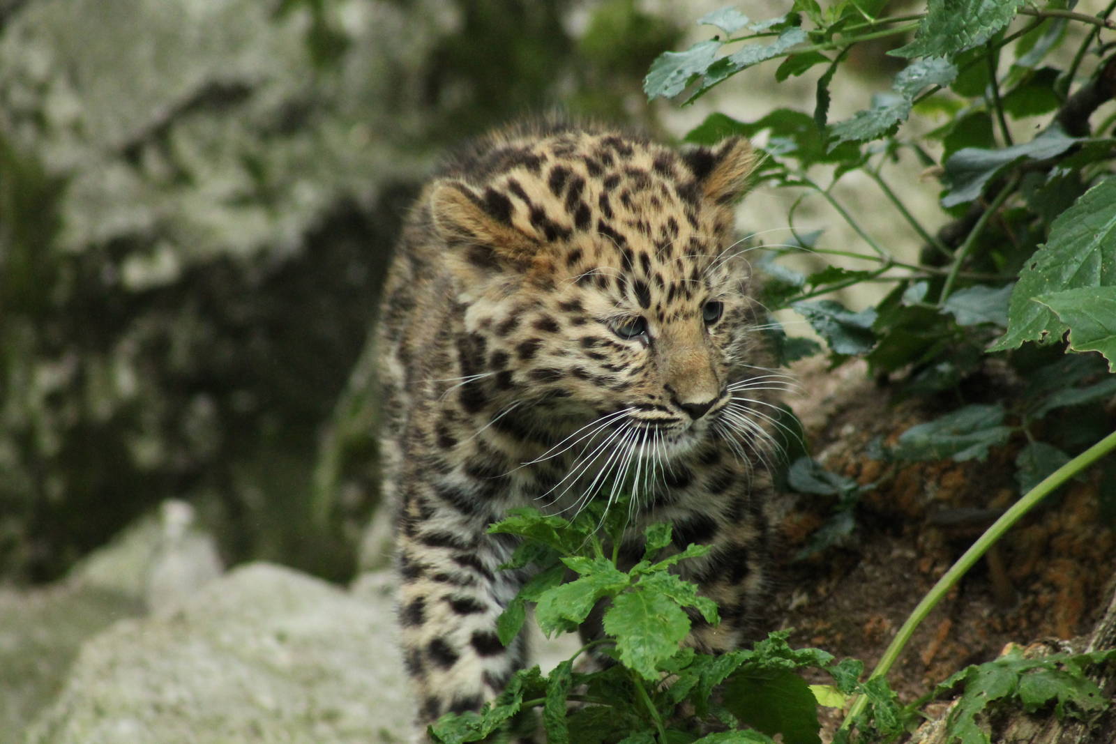 Amur Leopard Cub - 24th August