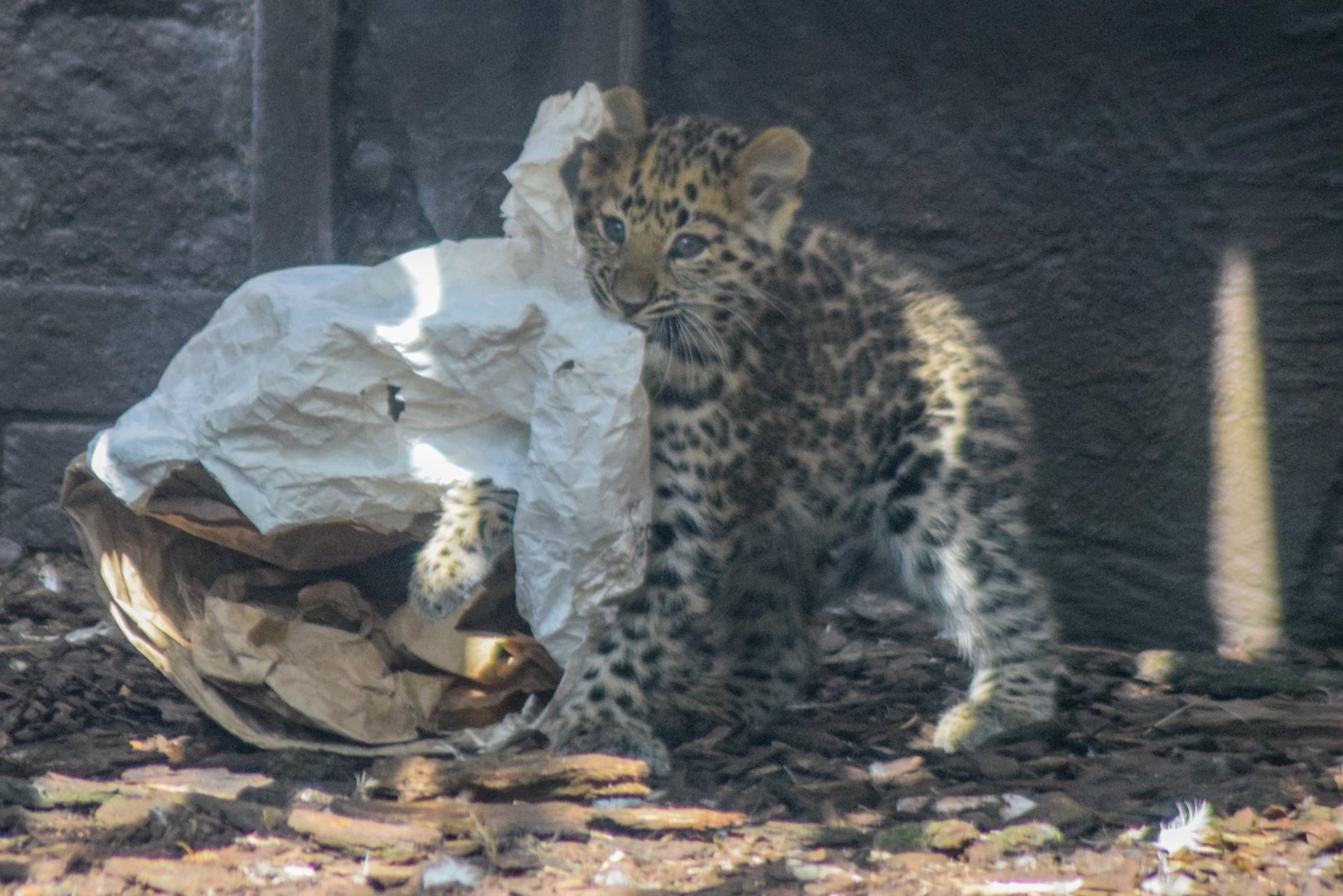 Amur Leopard Cub - 28 Sep 2016