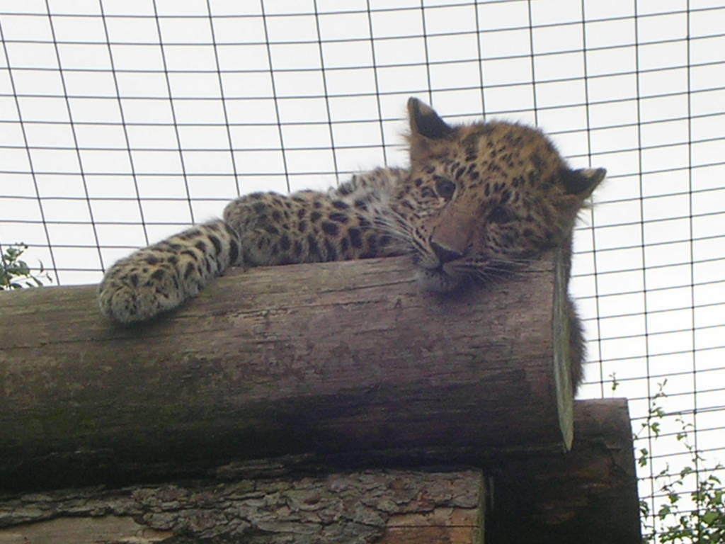 Amur Leopard Cub at Twycross Zoo