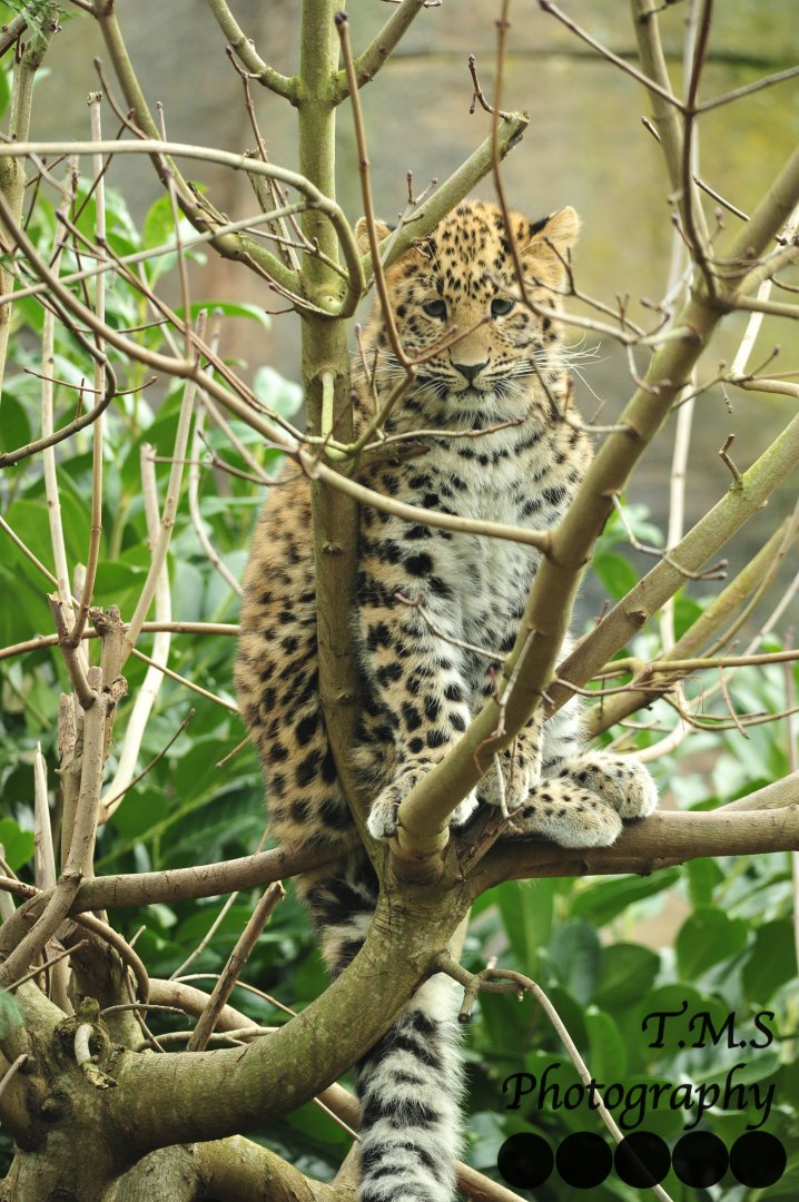 Amur Leopard Cub up a tree