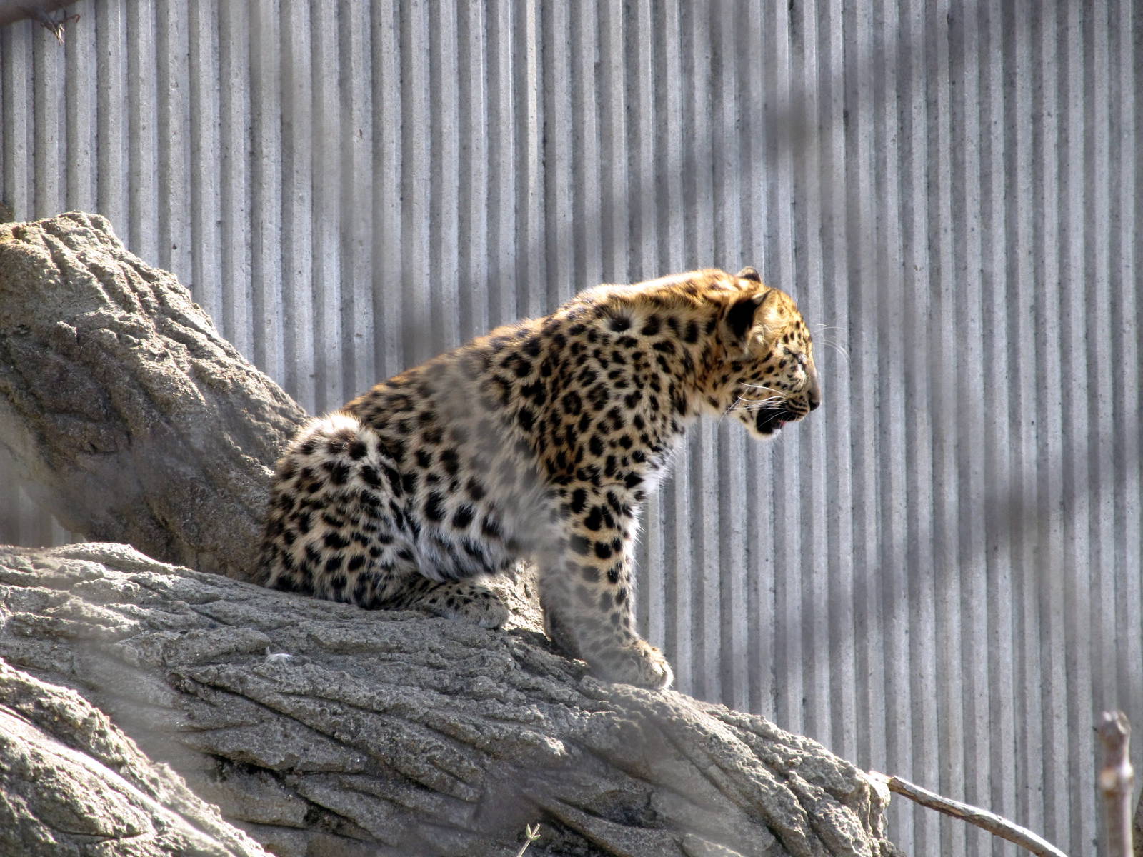 Amur Leopard Cub