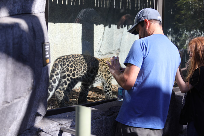 Amur leopard cub