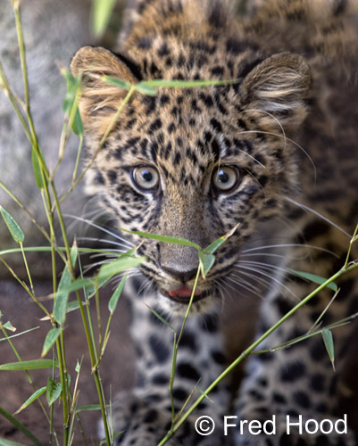 Amur leopard cub