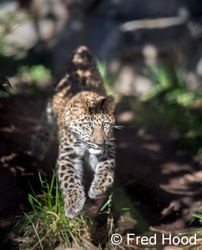 Amur leopard cub