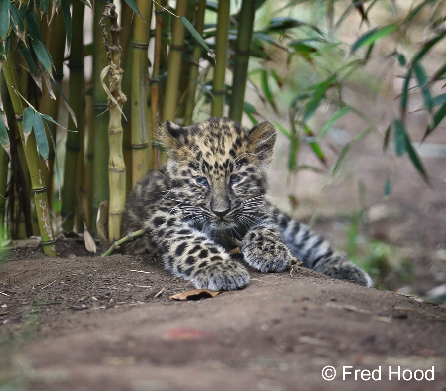 Amur leopard cub