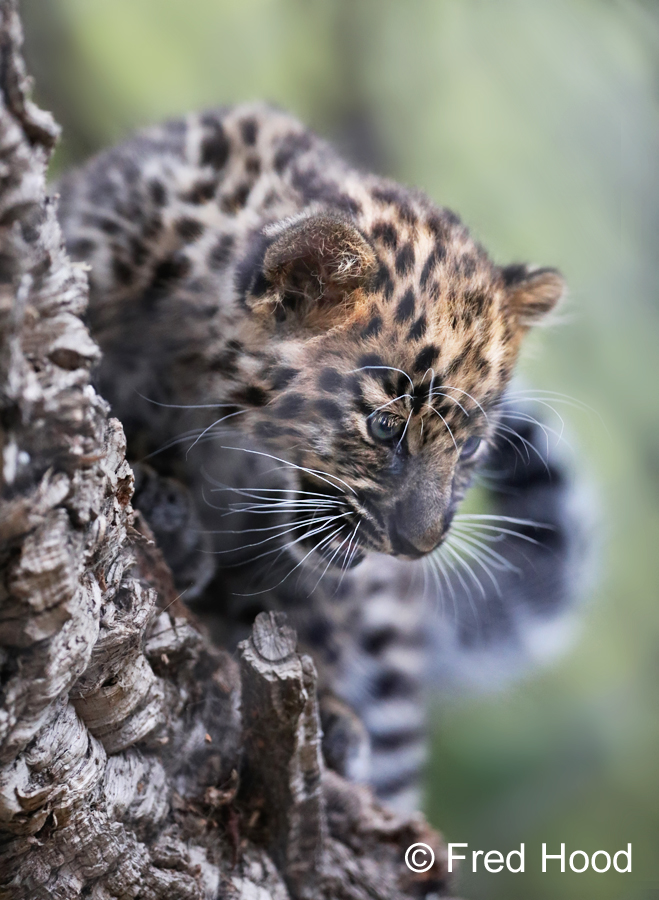 Amur leopard cub