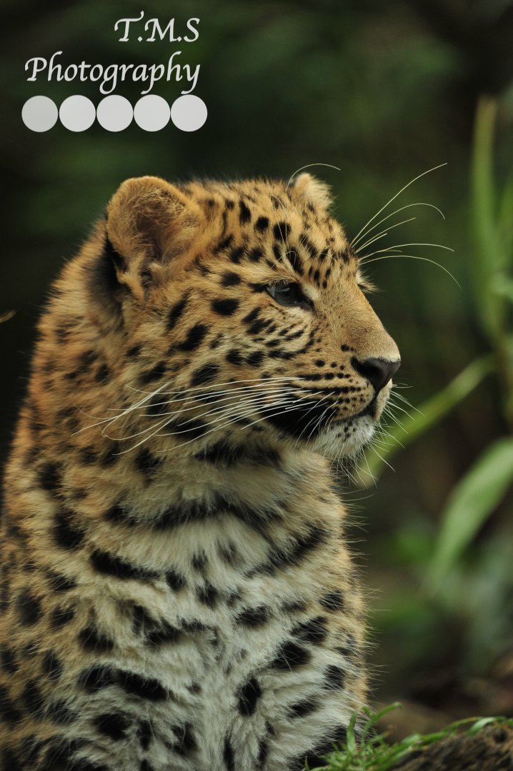 Amur Leopard Cub