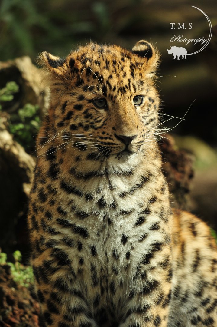 Amur Leopard Cub