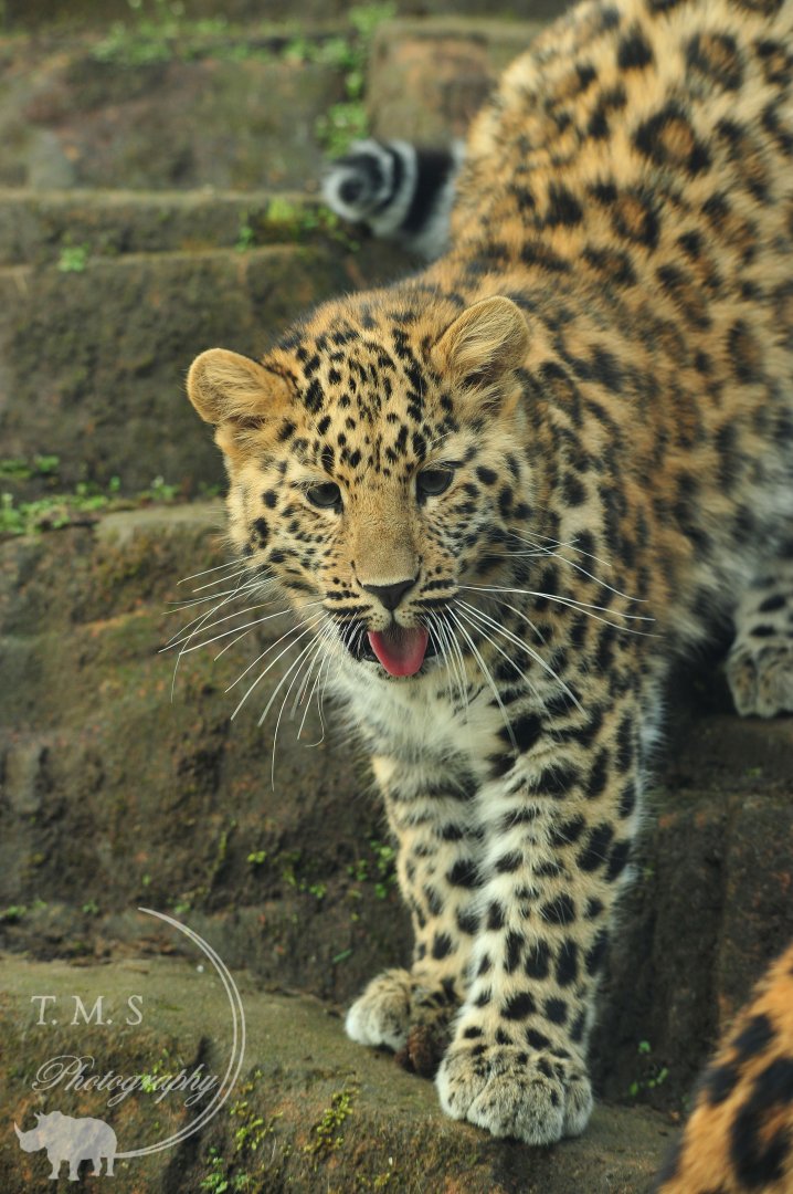 Amur Leopard Cub
