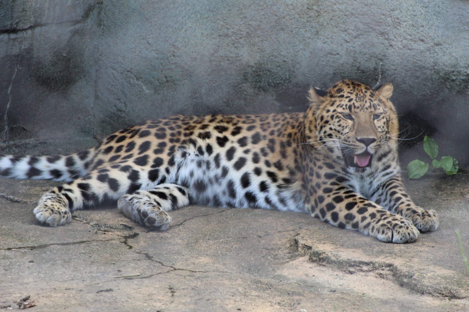 Amur Leopard Cub