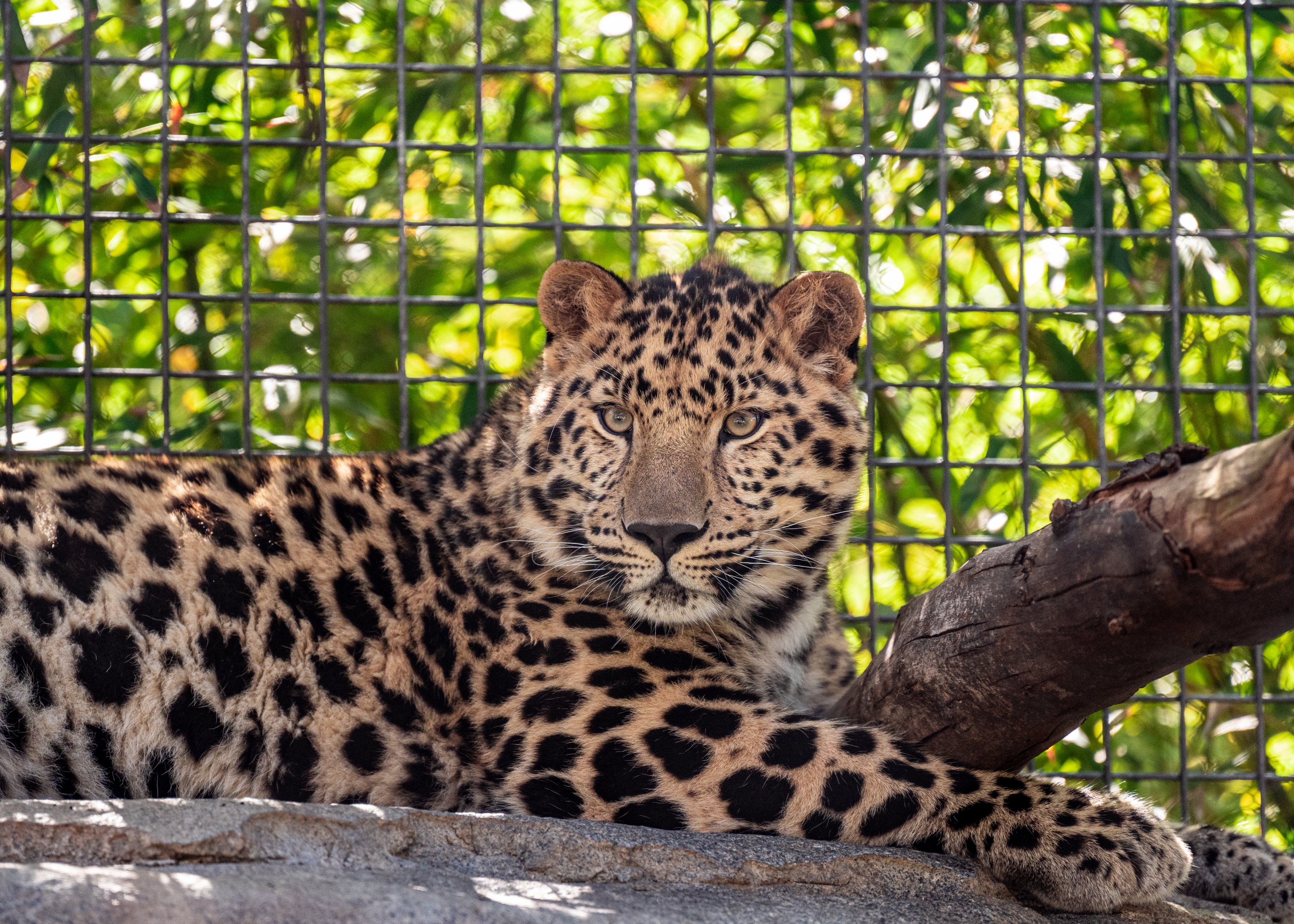 Amur Leopard cub