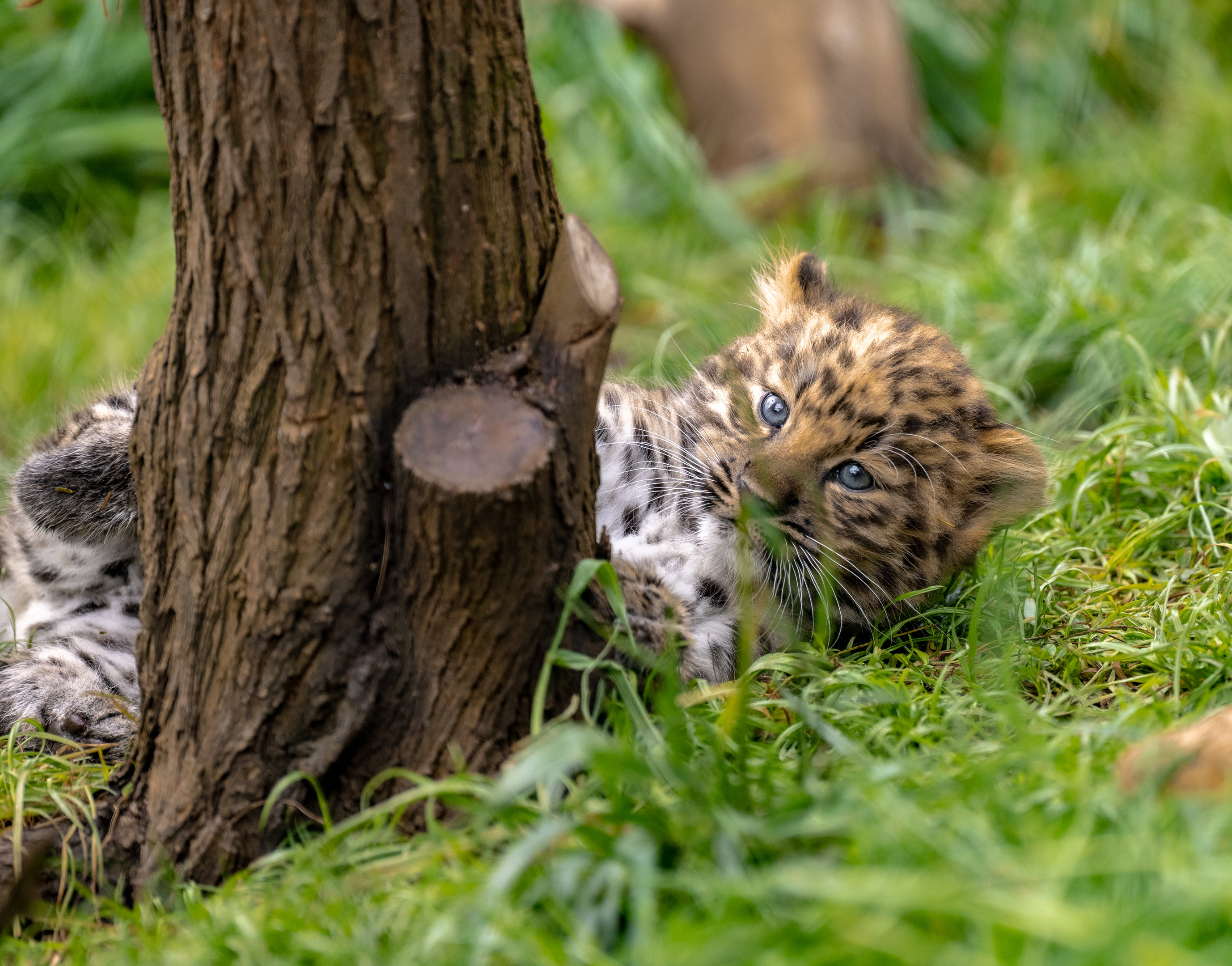 Amur Leopard cub