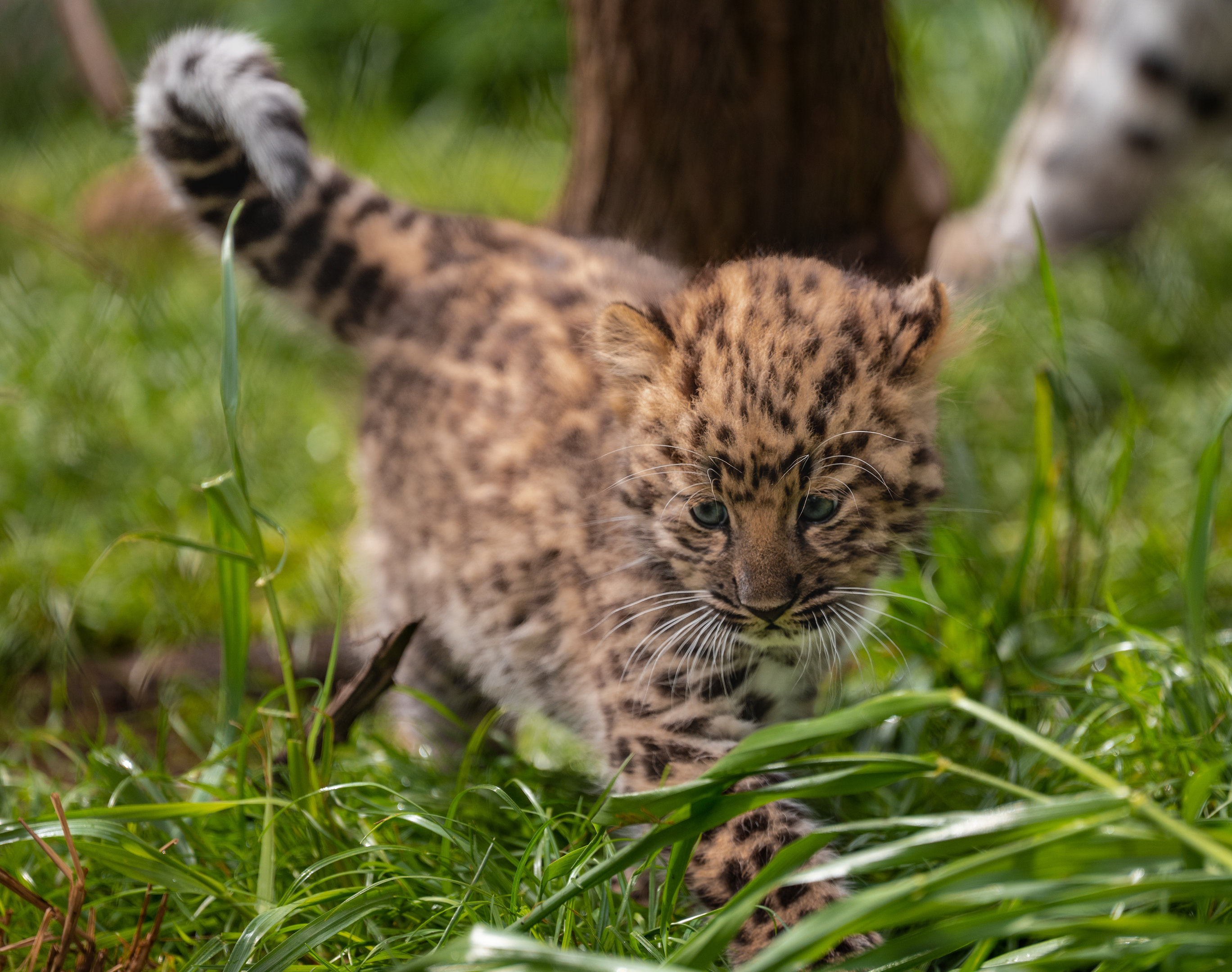 Amur Leopard cub