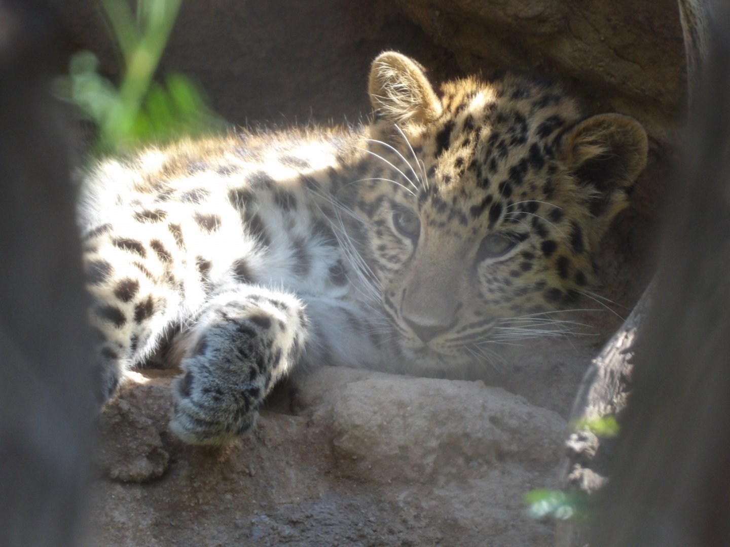 Amur Leopard Cub