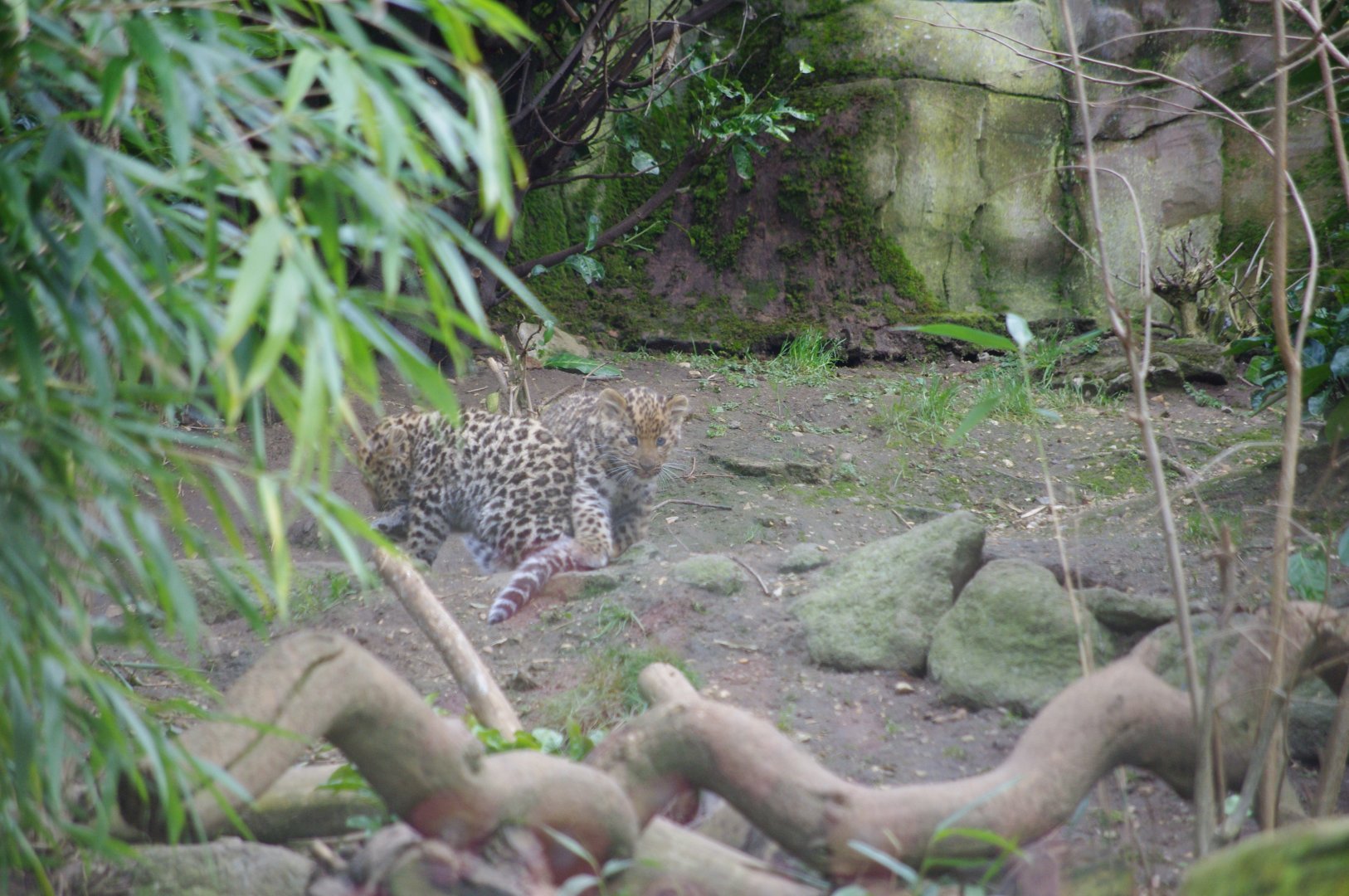 Amur leopard cubs- 17/2/2025