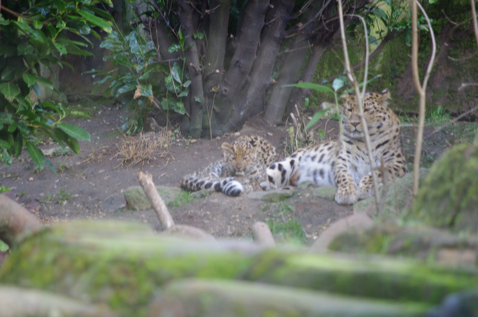 Amur leopard cubs- 17/2/2025