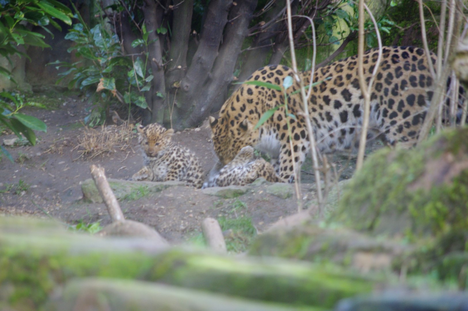 Amur leopard cubs- 17/2/2025