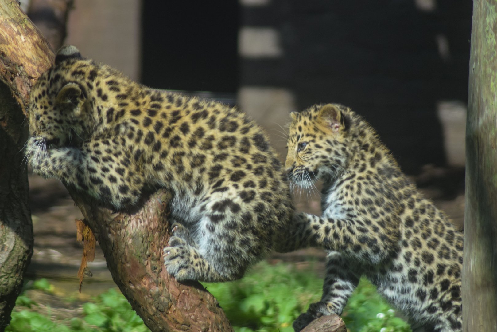 Amur Leopard Cubs - 18 Sep 2016