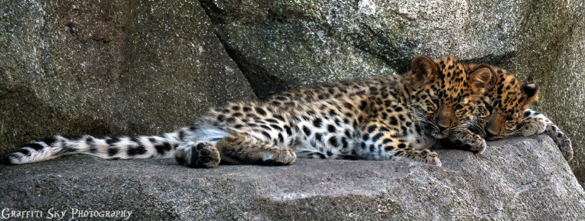 Amur Leopard cubs at four months old