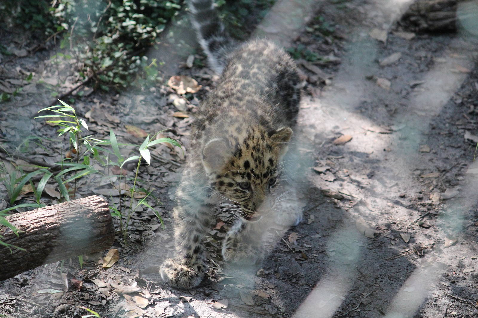 Amur Leopard Cubs