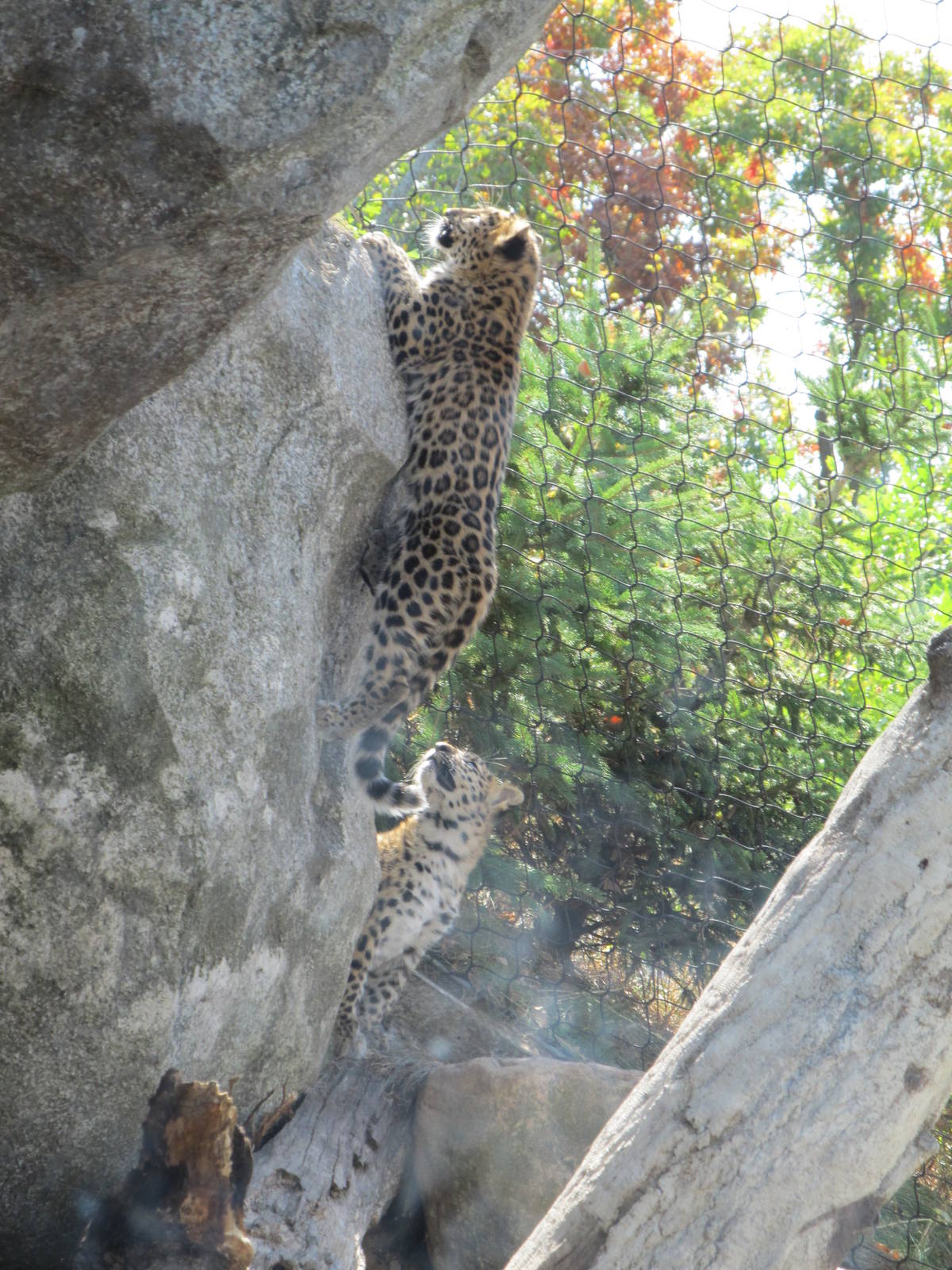 Amur Leopard Cubs