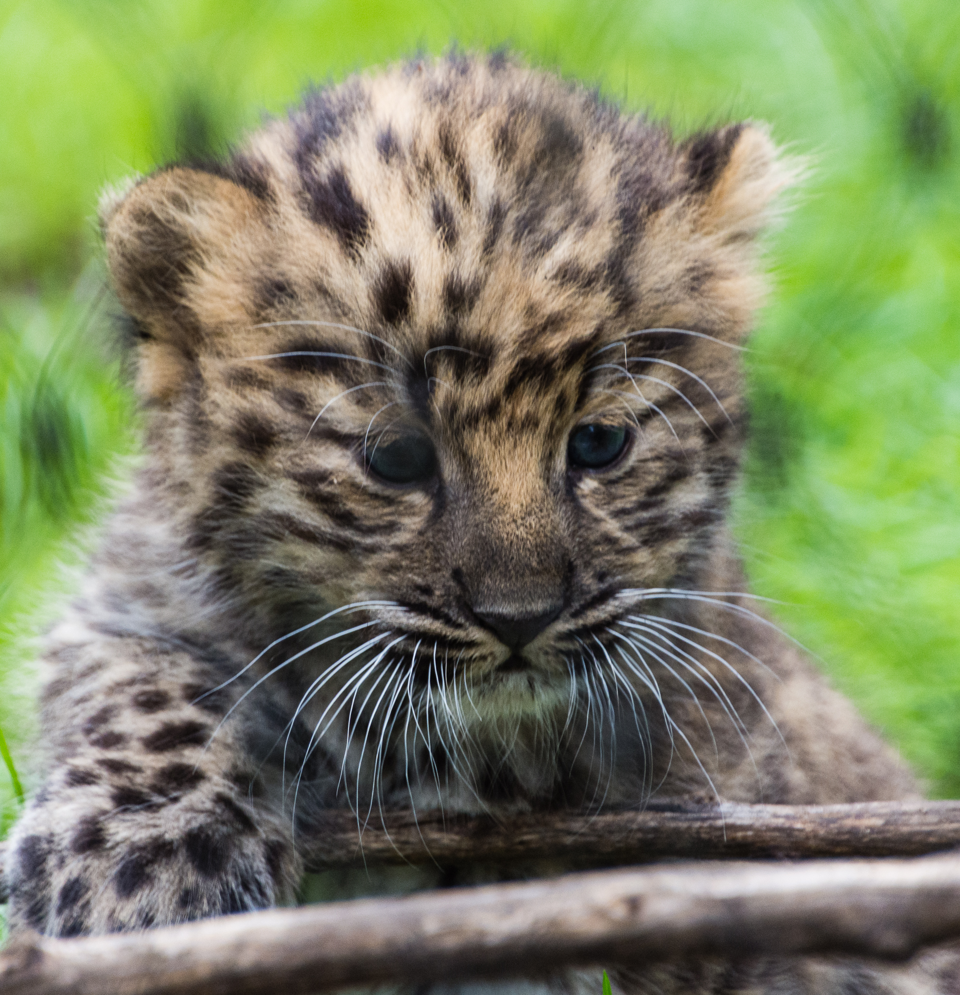 Amur Leopard cubs