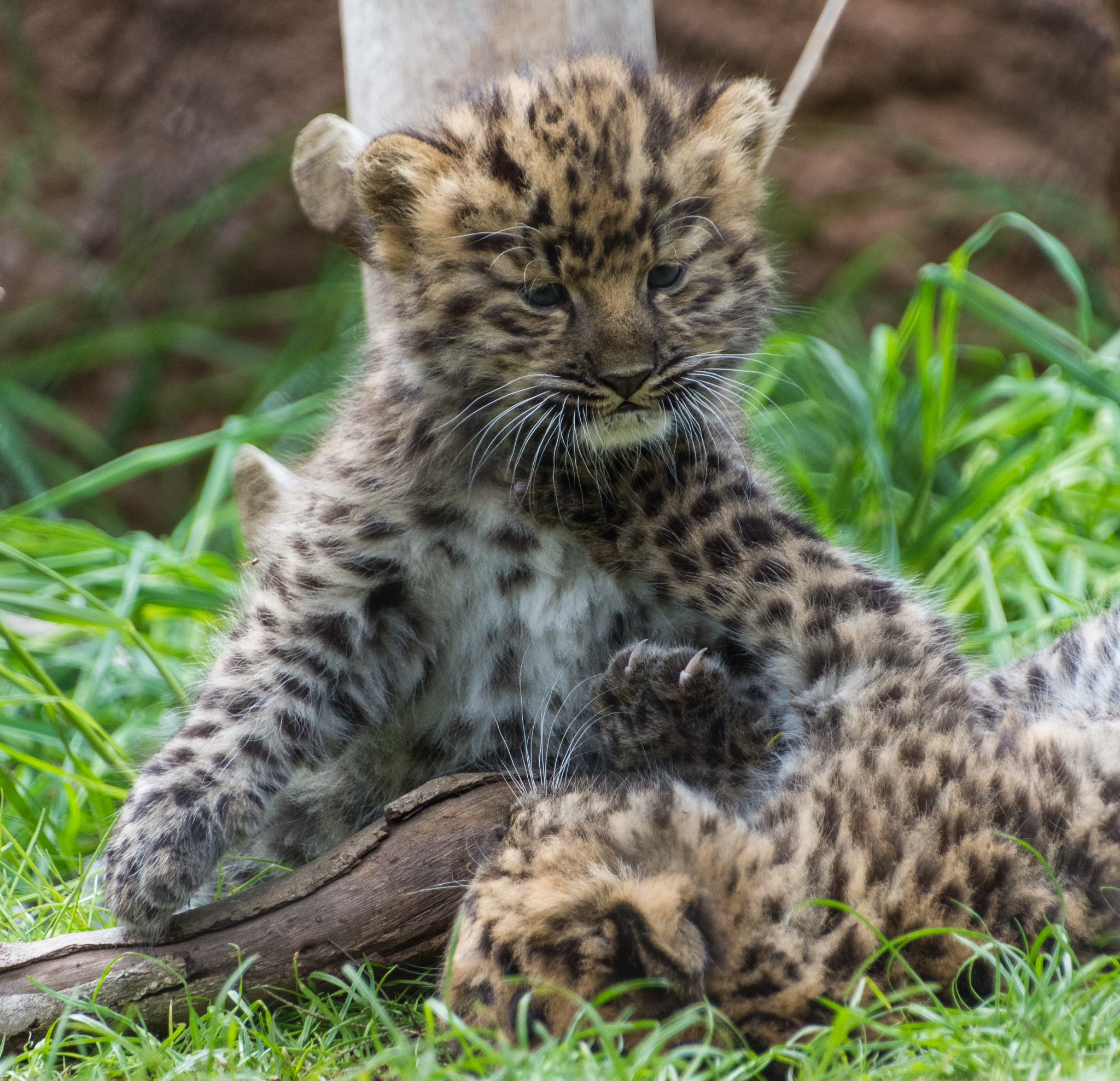 Amur Leopard cubs