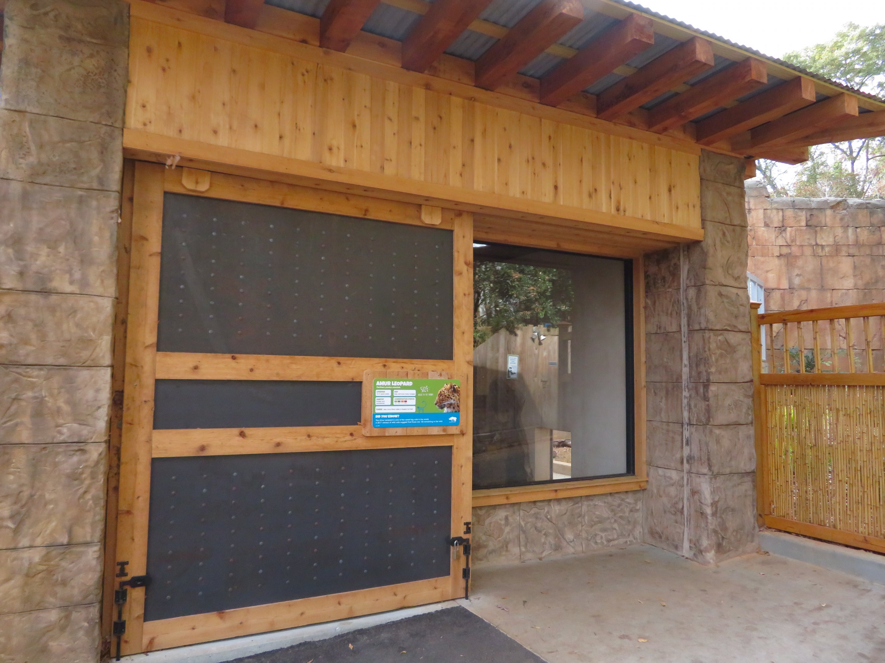 Amur Leopard Den Viewing