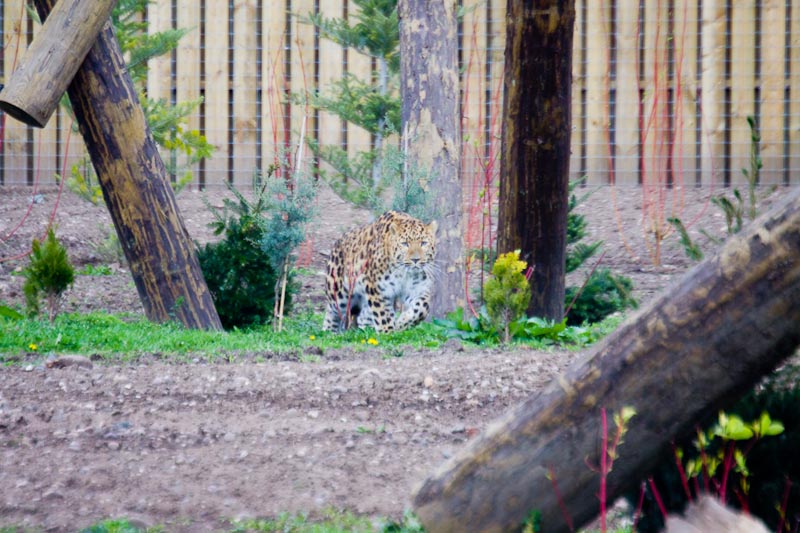 Amur leopard (Dimitri)
