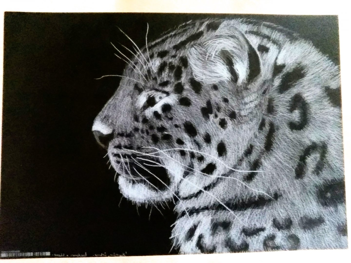 Amur leopard drawing, based on @Julio C Castro's photo