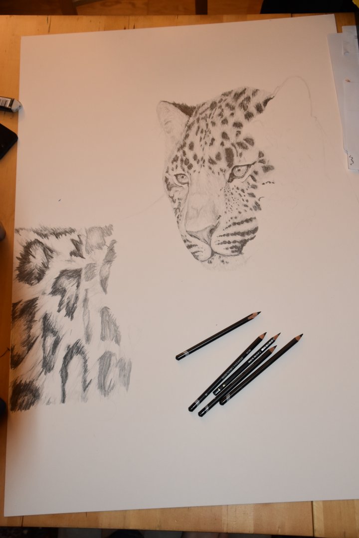 Amur leopard drawing in progress A1 size