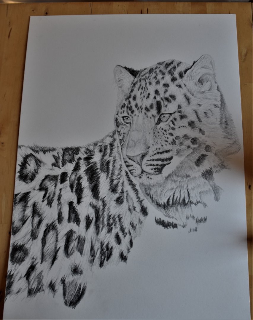 Amur leopard drawing progress