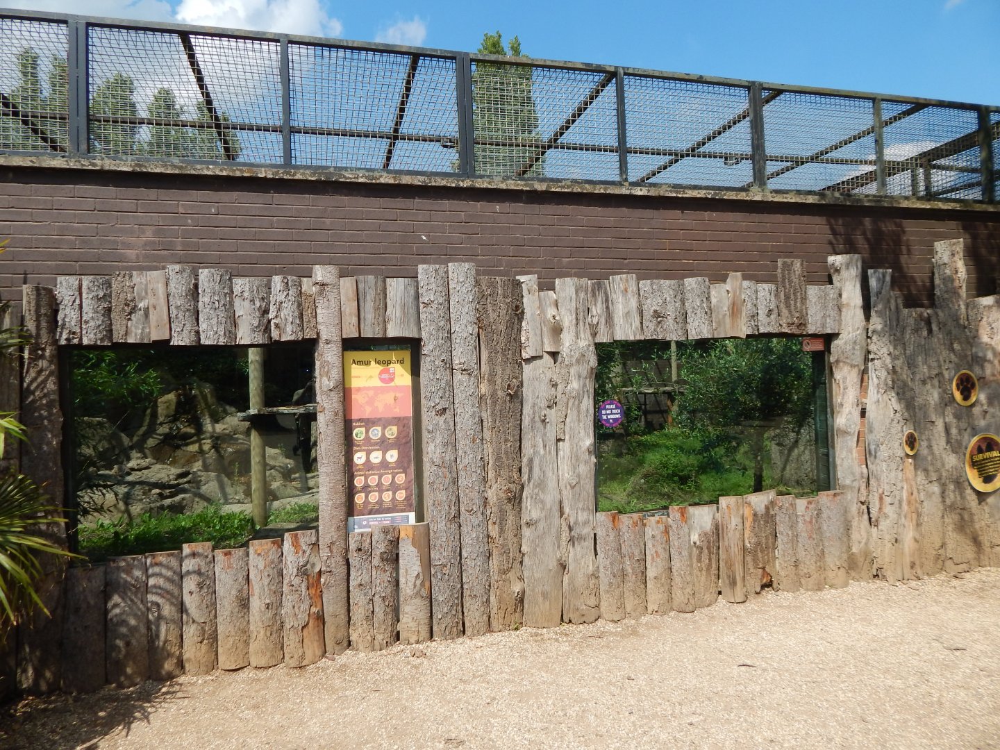 Amur leopard enclosure 020721