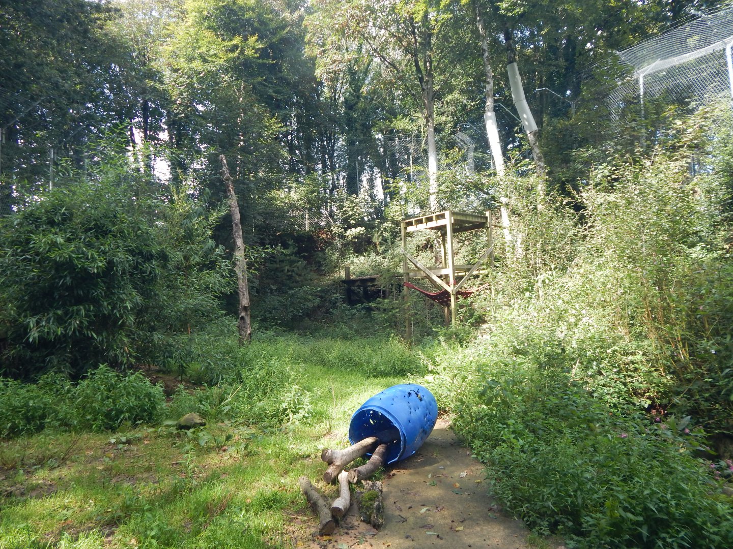 Amur leopard enclosure 050925