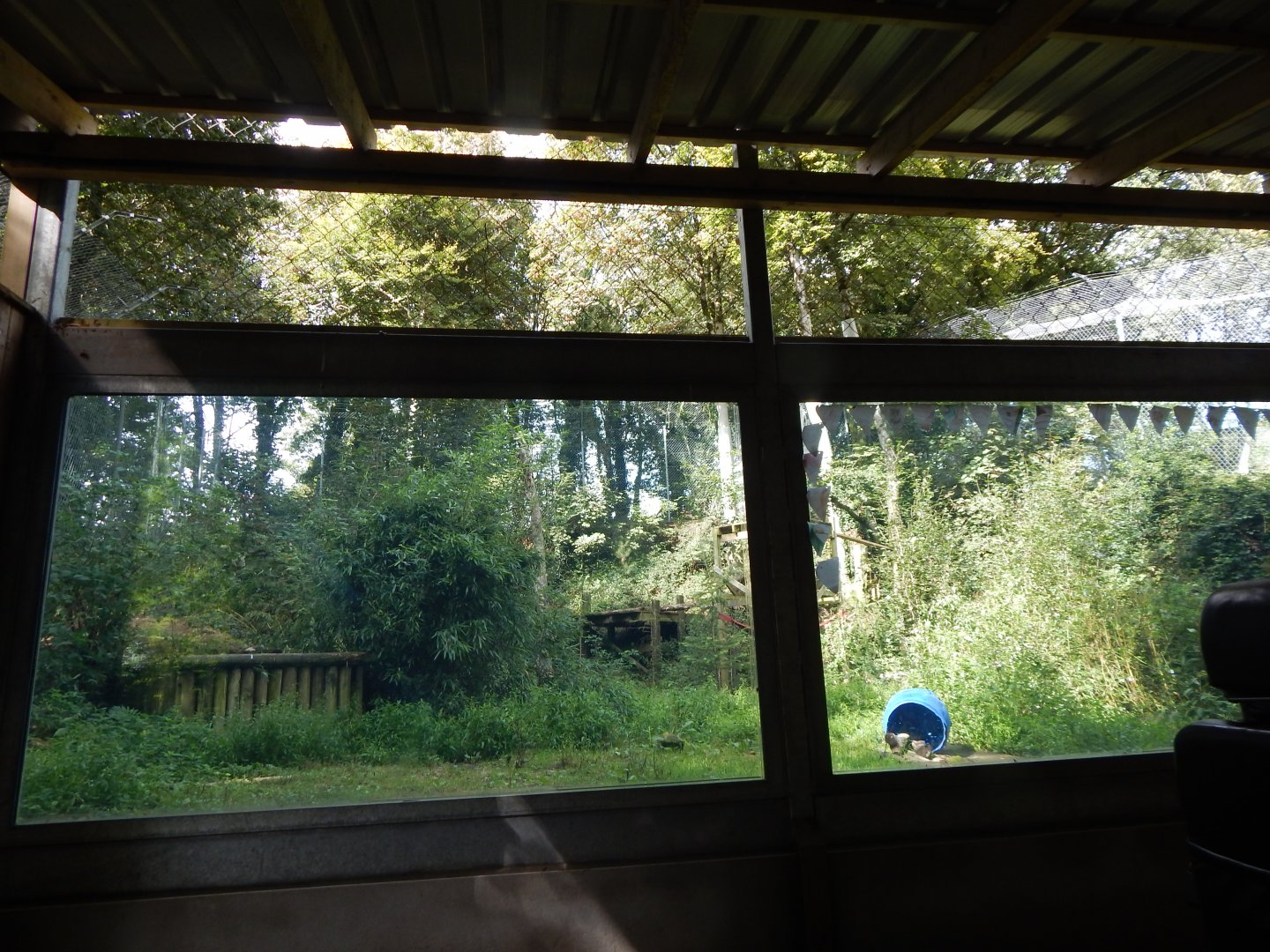 Amur leopard enclosure 050925